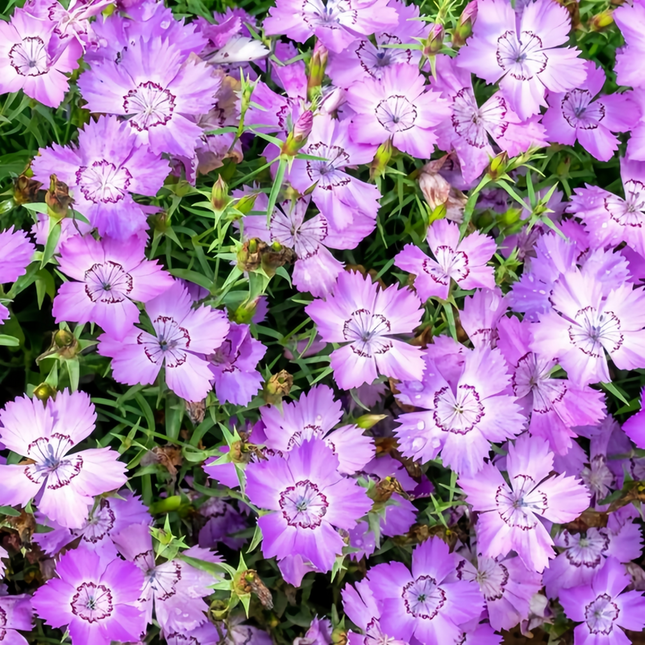 Dianthus 'Blue' Ornamental Seeds