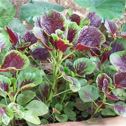 Amaranthus tricolor 'Ornamental' Joseph's Coat Seeds