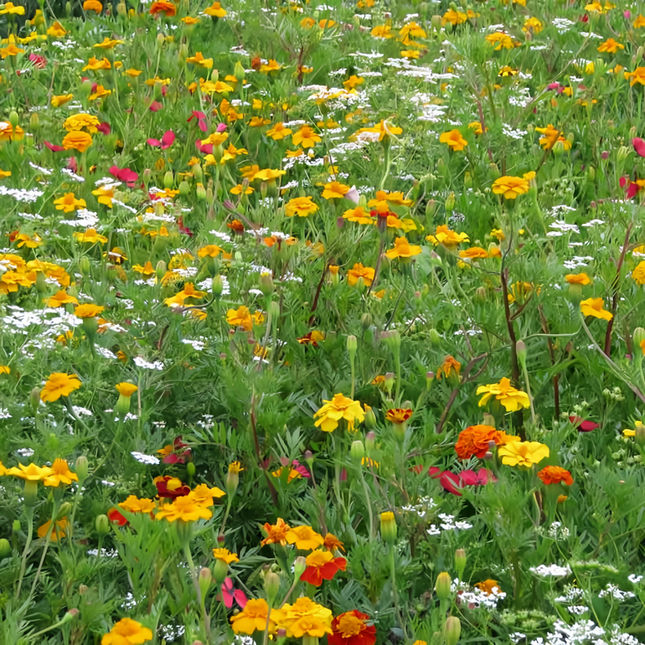Summer Style Flower Combination Mix Seeds