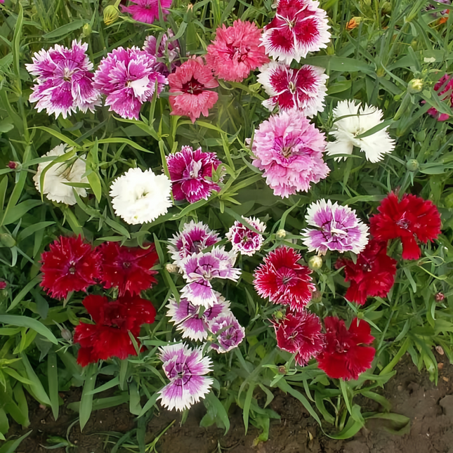 Dianthus 'Color Mix' Ornamental Seeds