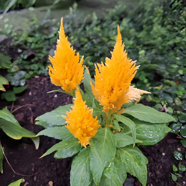 Celosia Cristata 'Golden Yellow' Garden Seeds