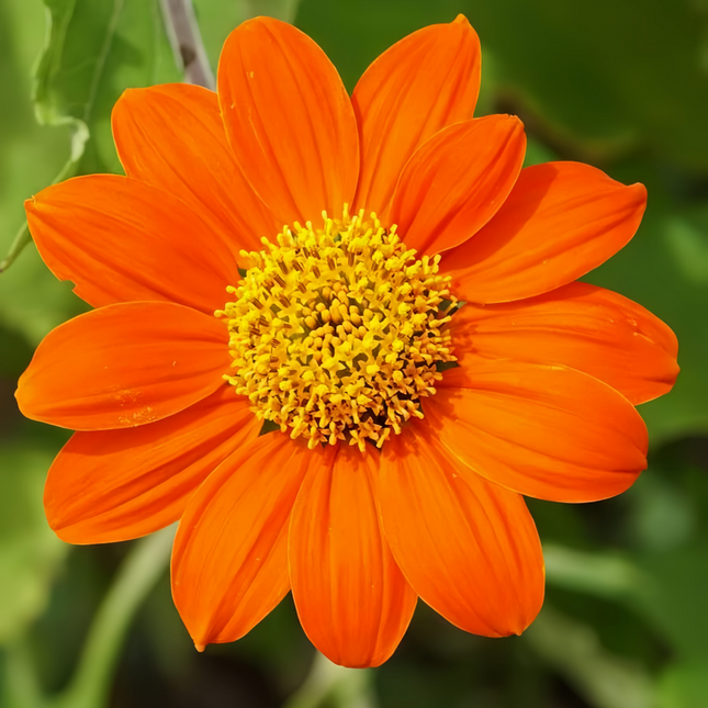 Zinnia Elegans 'Vivid Orange' Zinnia Flower Seeds