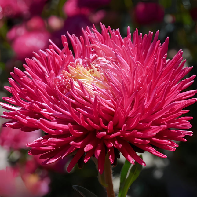 Crimson Aster Seeds— Callistephus Chinensis