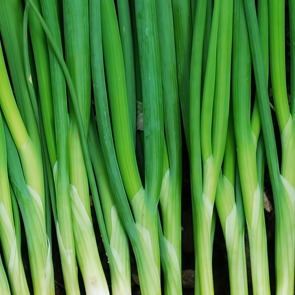 Allium schoenoprasum 'Purplish Red' Common Chive Seeds