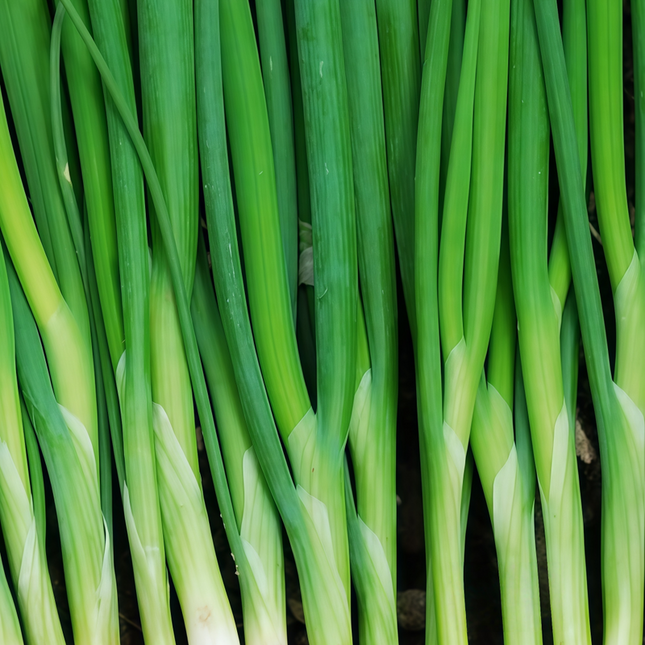 Allium schoenoprasum 'Purplish Red' Common Chive Seeds