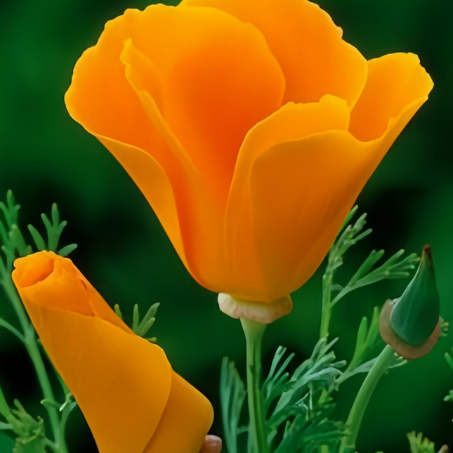Eschscholzia Californica 'Orange' Golden Poppy Seeds