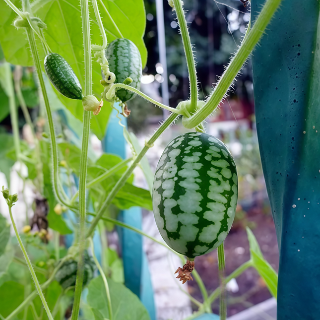 Melothria scabra 'Thumb' Mexican Sour Gherkin Seeds