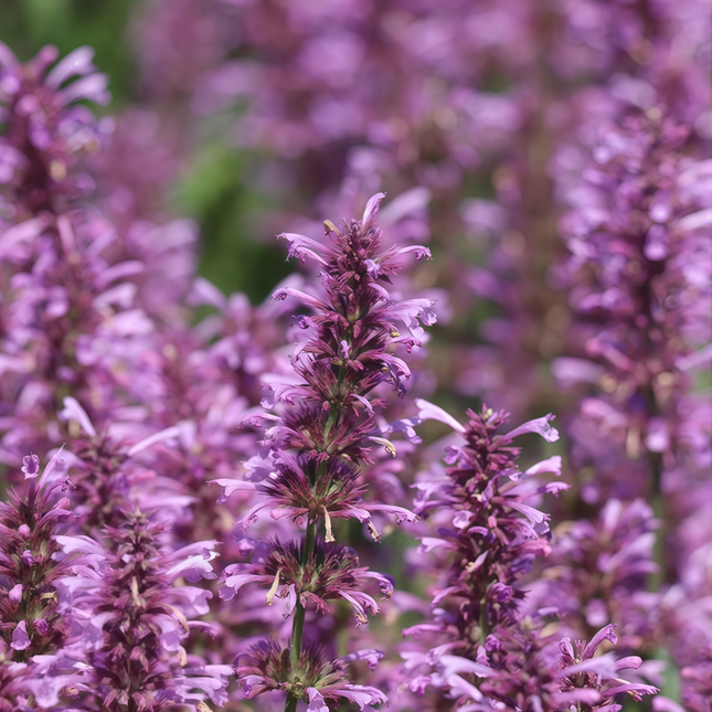 Agastache Rugosa 'Light Red Purple' Hyssop Seeds