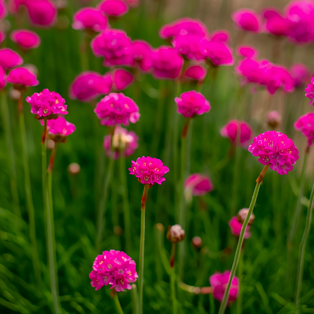 Armeria Maritima 'Rose Red' Sea Thrift Seeds