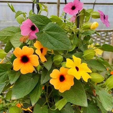 Thunbergia Alata 'Yellow Black' Butterfly Vine Seeds