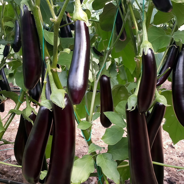Solanum melongena 'Purple' Eggplant Seeds