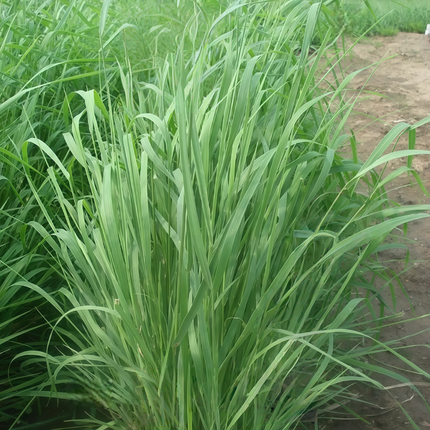 Elymus trachycaulus 'Slender WG' Wheatgrass Erosion Control Seeds