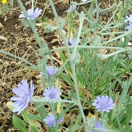 Cichorium intybus 'Chicory' Forage & Herbal Seeds