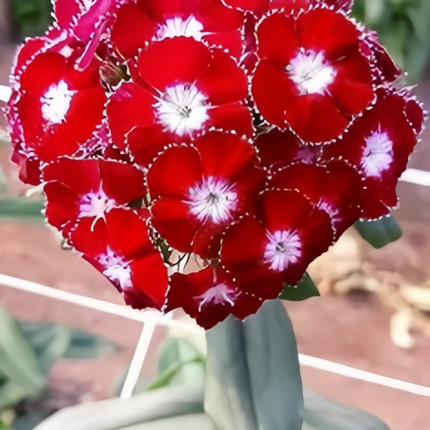 Dianthus 'Spherical Mix' Ornamental Seeds