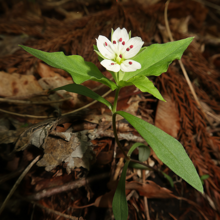 Pseudostellaria heterophylla ‘Child Ginseng’ Ornamental Tuber Seeds