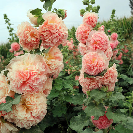 Alcea Rosea 'Pink' Garden Hollyhock Seeds