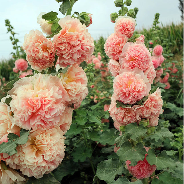 Alcea Rosea 'Pink' Garden Hollyhock Seeds