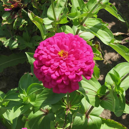 Zinnia Elegans 'Purplish Red' Royal Zinnia Seeds