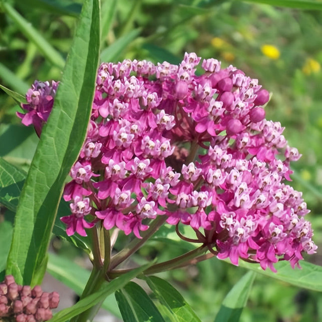 Asclepias Curassavica 'Pink' Butterfly Garden Seeds