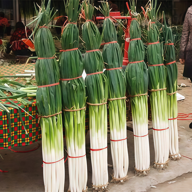 Allium schoenoprasum 'Large Purplish Red' Giant Chive Seeds