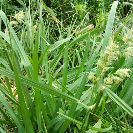 Dactylis glomerata 'Orchard Grass' Hay Pasture Seeds