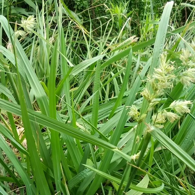 Dactylis glomerata 'Orchard Grass' Hay Pasture Seeds