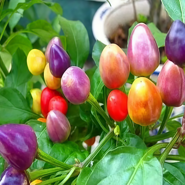 Capsicum annuum var. annuum 'Pearl' White Pepper Seeds