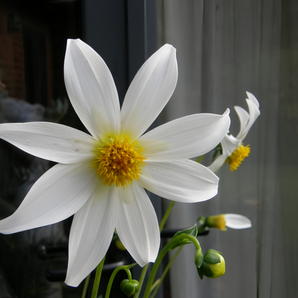 Dahlia Pinnata 'White' Pure Seeds