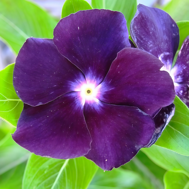 Catharanthus Roseus 'Black' Dark Center Vinca Seeds