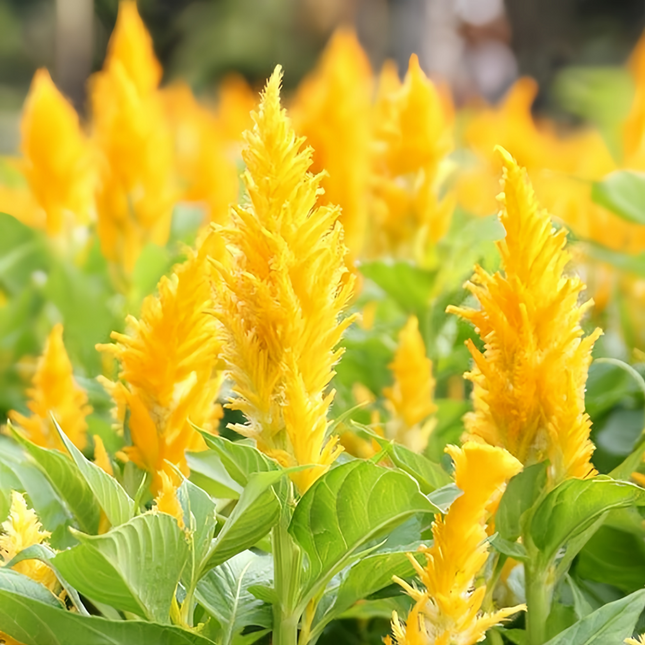 Celosia Cristata 'Yellow' Vibrant Seeds