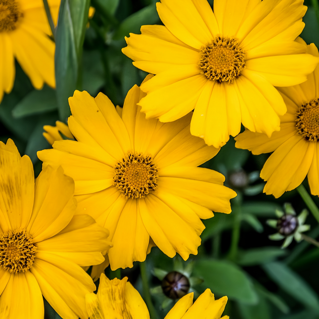 Cirsium Lanceolata 'Yellow' Single Petal Seeds