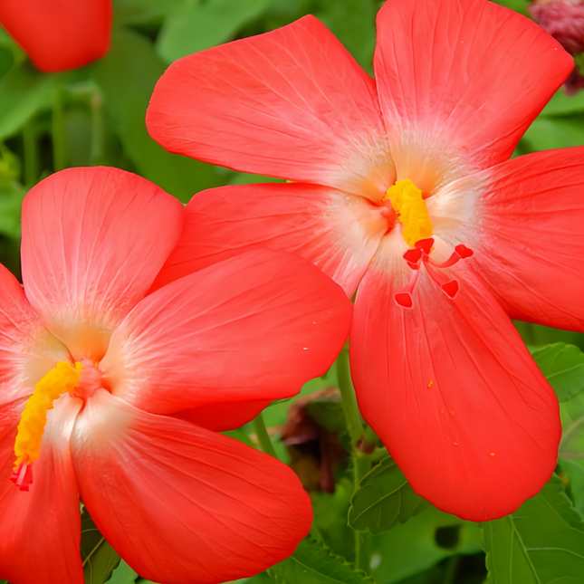 Abelmoschus Moschatus 'Red' Musk Mallow Seeds