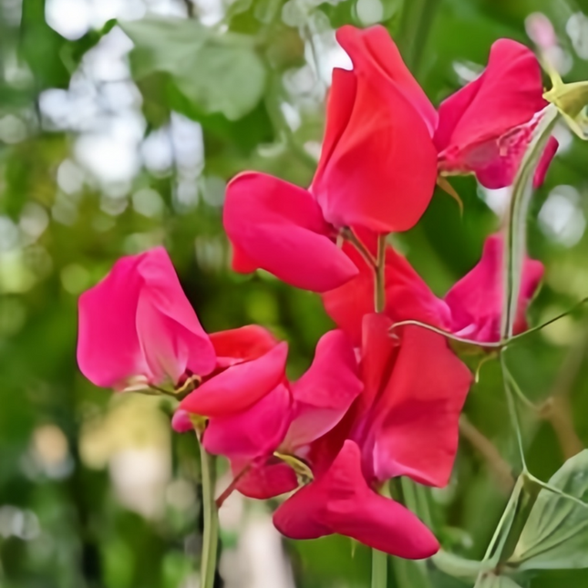 Lathyrus Odoratus 'Red' Romantic Seeds