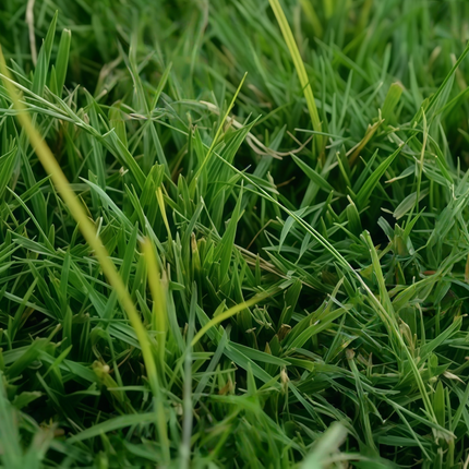 Agrostis stolonifera 'Penn A-4' Creeping Bentgrass Turf Seeds