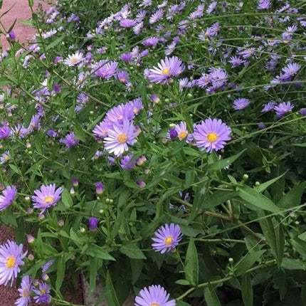 Aster Amellus 'Mix' Multi-Color Bloom Seeds