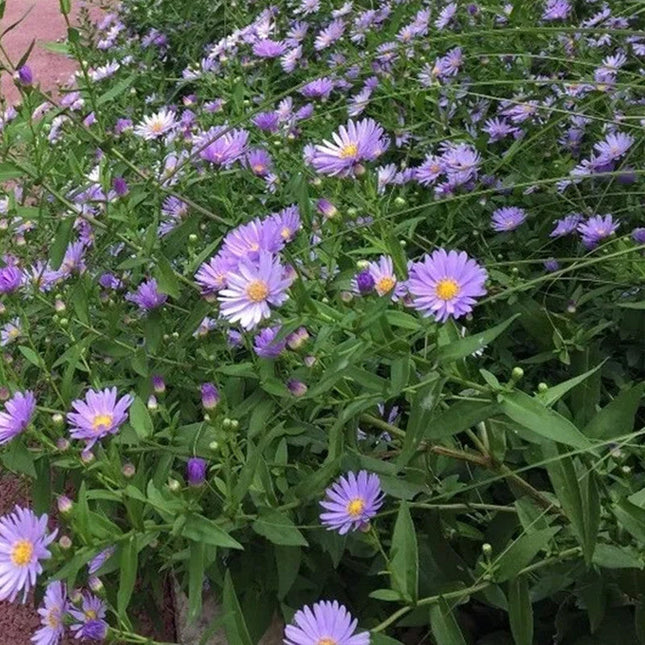 Aster Amellus 'Mix' Multi-Color Bloom Seeds
