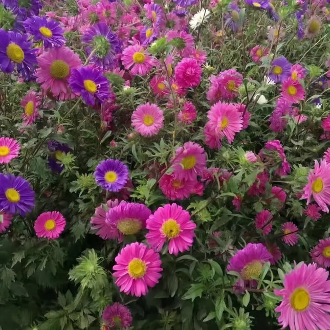Garden Symphony Aster Seeds — Callistephus Chinensis Mix