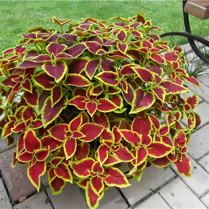 Coleus Scutellarioides 'Red Gold' Variegated Seeds