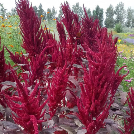 Amaranthus Caudatus 'Red Leaf Red Flower' Ornamental Seeds