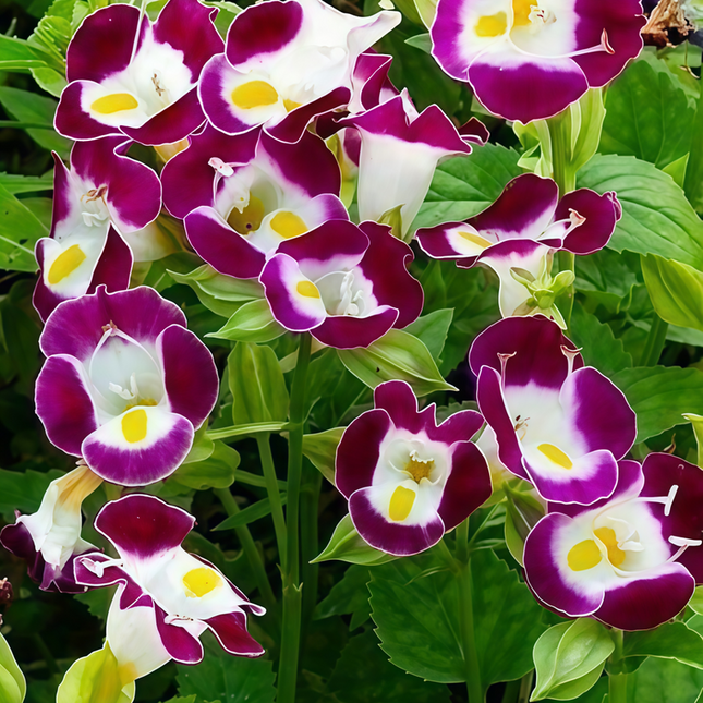 Torenia Fournieri 'Pink' Wishbone Flower Seeds