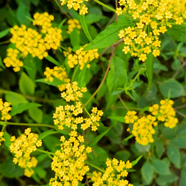 Bupleurum spp. 'Chai Hu' Medicinal Herb Seeds