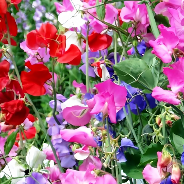 Lathyrus Odoratus 'Mix' Assorted Color Seeds