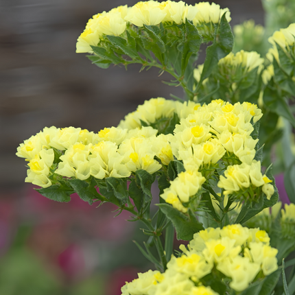 Limonium Sinuatum 'Yellow' Everlasting Flowers Seeds