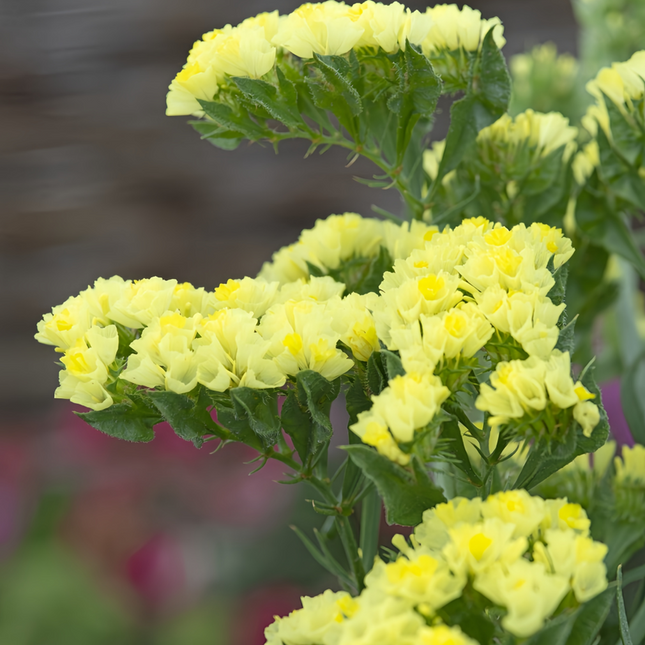 Limonium Sinuatum 'Yellow' Everlasting Flowers Seeds