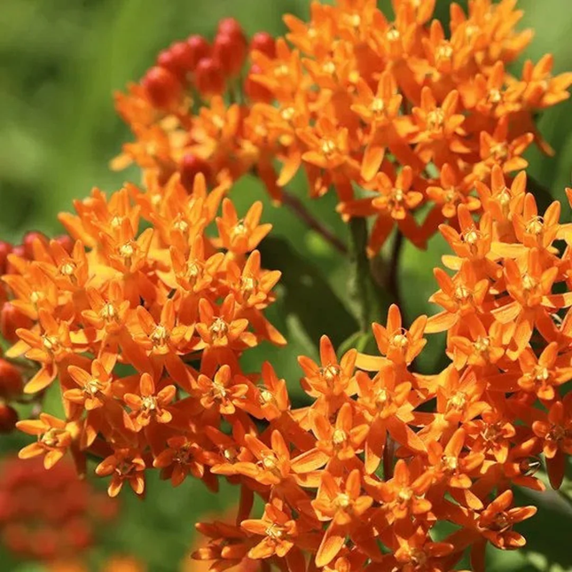 Asclepias Curassavica 'Tangerine' Butterfly Garden Seeds
