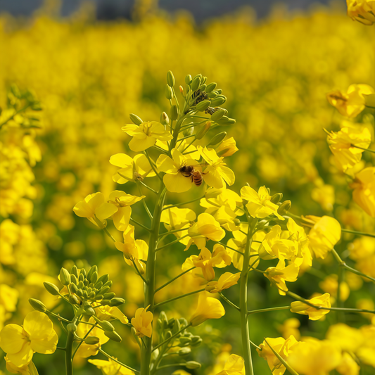 High-Yield Rapeseed Seeds – Cold & Drought Resistant | Fast-Growing Oilseed Plant