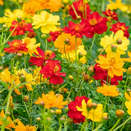 Cosmos Sulphureus 'Mix' Colorful Seeds