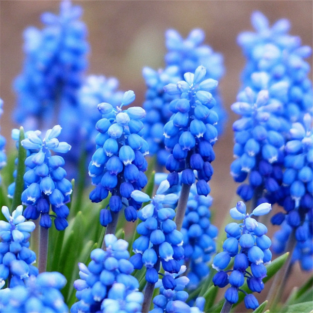 Muscari 'Carola' Cold-Resistant Perennial Bulbs