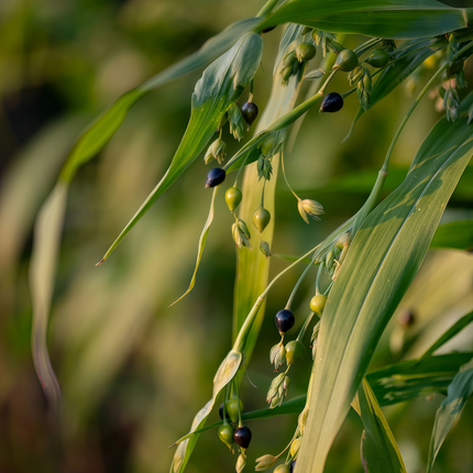 Coix lacryma-jobi var. ma-yuen ‘Job’s Tears’ Ornamental Grain Seeds