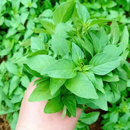 Nepeta cataria 'Catnip' Herb Seeds